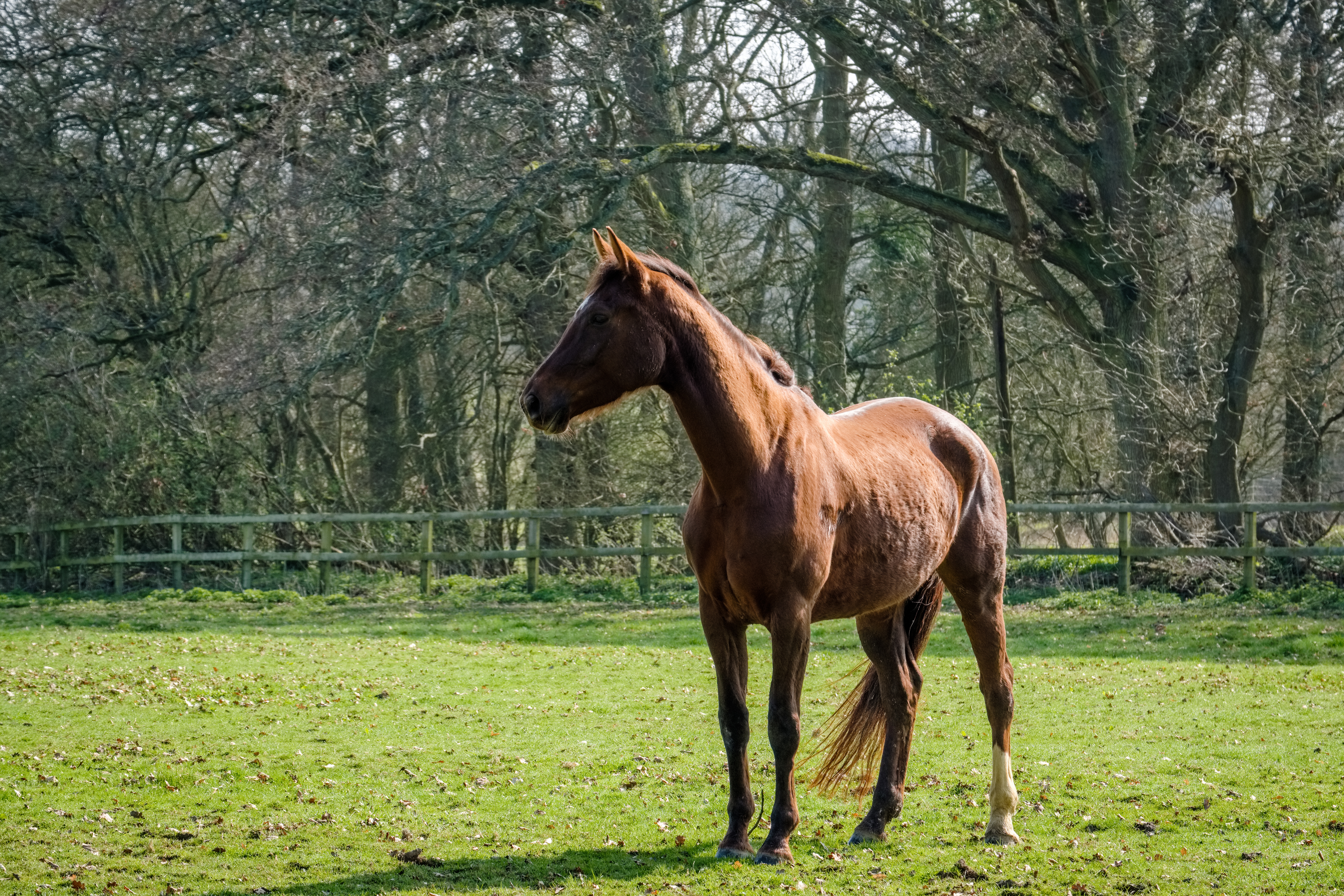 Thoroughbred Agent～From the United Kingdom