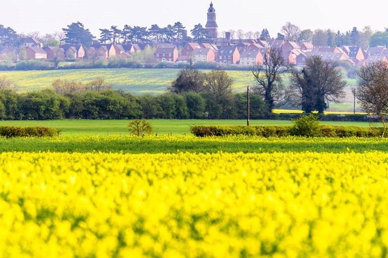 Daffodil～From the United Kingdom