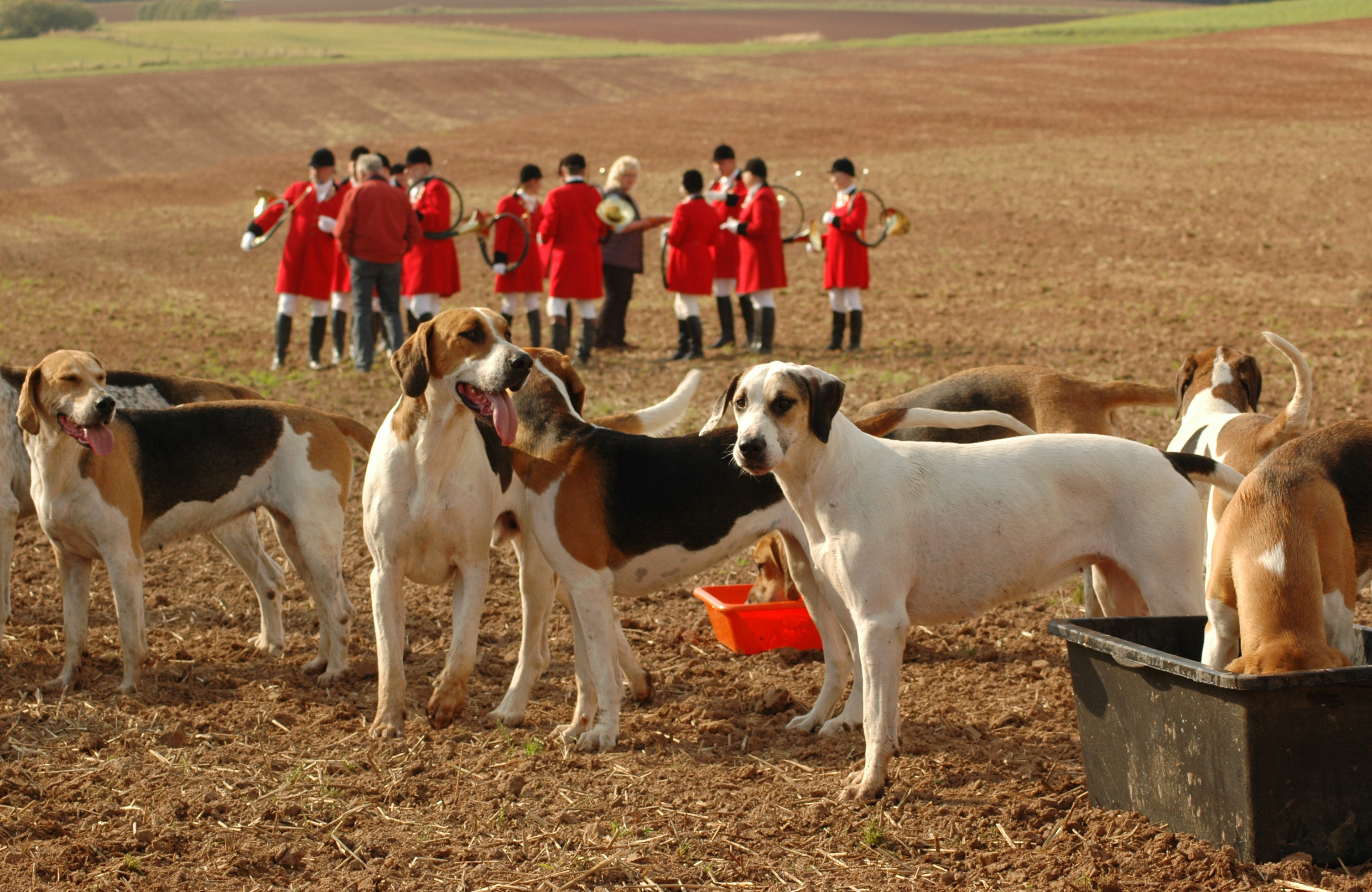 Fox Hunting～From the United Kingdom