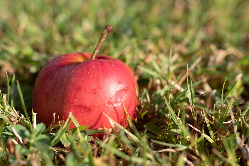 Windfalls～From the United Kingdom