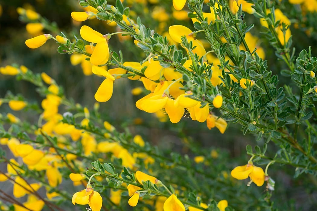 Plants In The Uk つつじ は英語で何でしょう 77の植物の英語表現をご紹介 シェーンのお役立ち情報 英会話教室 英会話スクール シェーン英会話