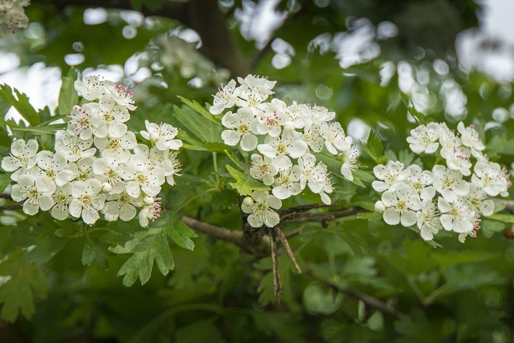 Plants in the UK 「つつじ」は英語で何でしょう? 77の植物の英語表現をご紹介