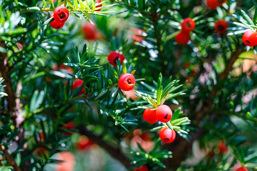 Plants In The Uk つつじ は英語で何でしょう 77の植物の英語表現をご紹介 シェーンのお役立ち情報 英会話教室 英会話スクール シェーン英会話