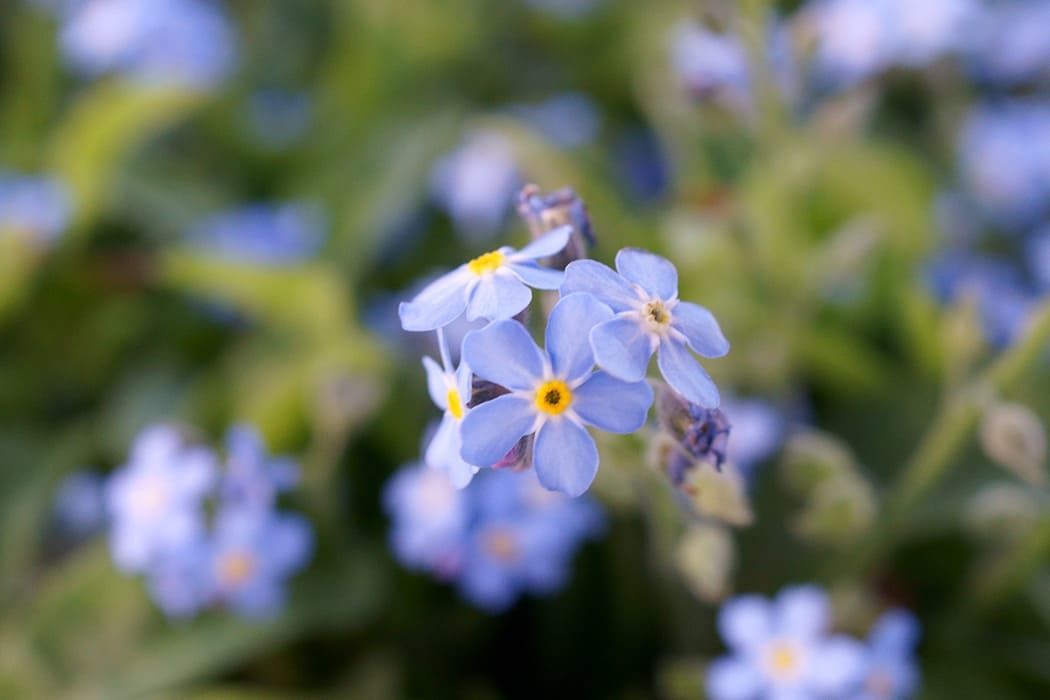 Plants in the UK 「つつじ」は英語で何でしょう? 77の植物の英語表現をご紹介