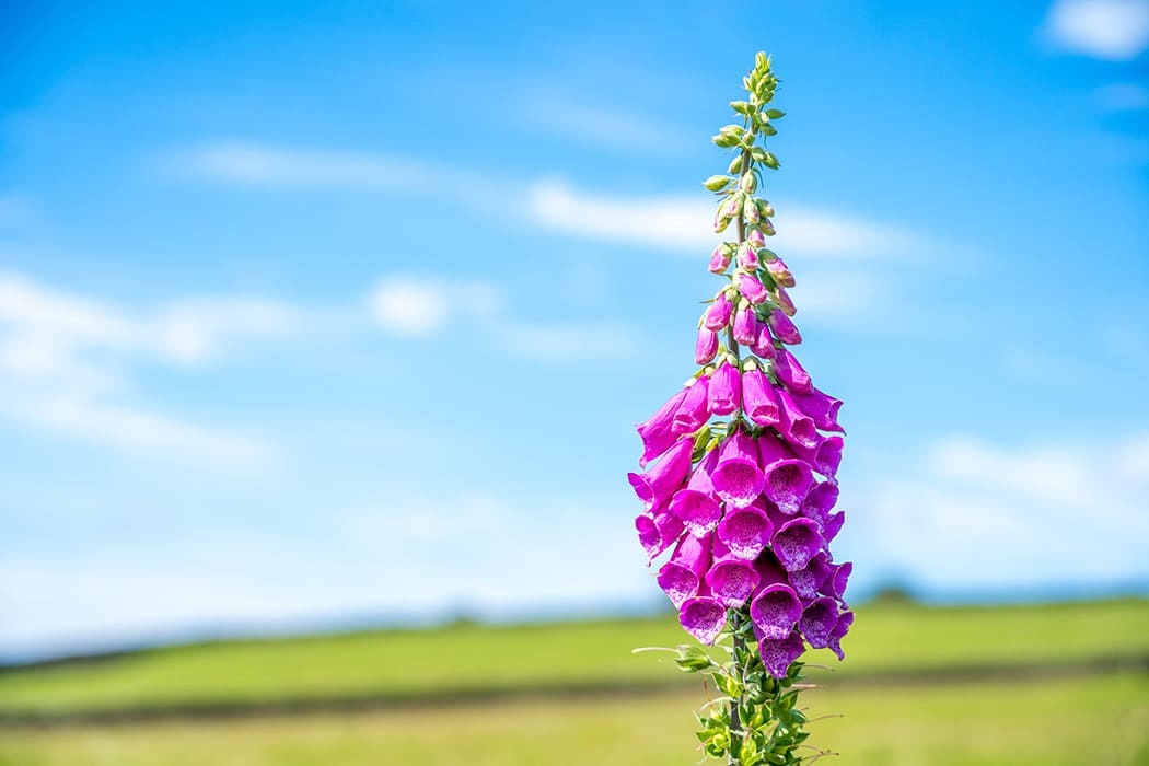 Plants In The Uk つつじ は英語で何でしょう 77の植物の英語表現をご紹介 シェーンのお役立ち情報 英会話教室 英会話スクール シェーン英会話