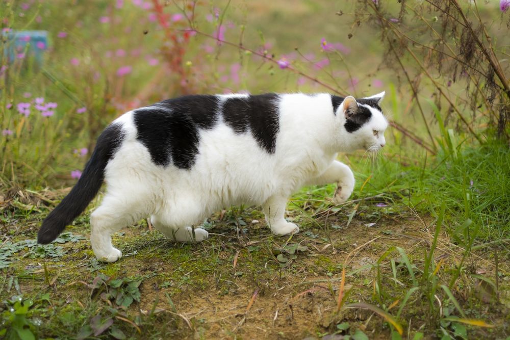 猫の模様 英語では何て言うの 案外知らなかった猫柄を英語にしてみましょう シェーンのお役立ち情報 英会話教室 英会話スクール シェーン英会話