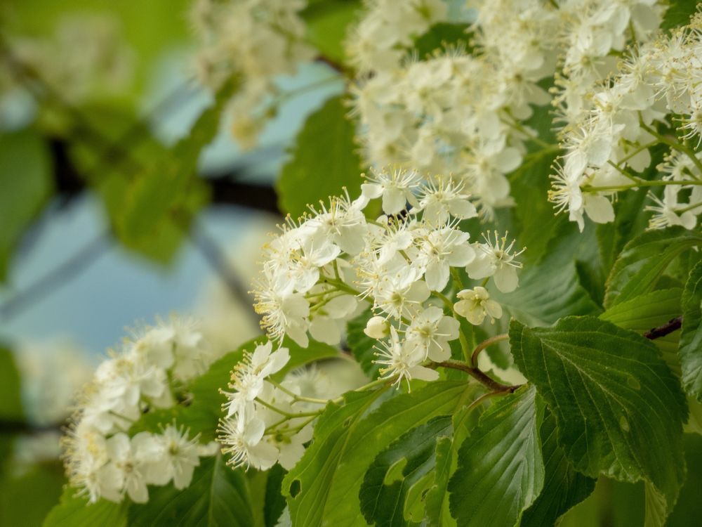 The Rowan Tree～From the United Kingdom