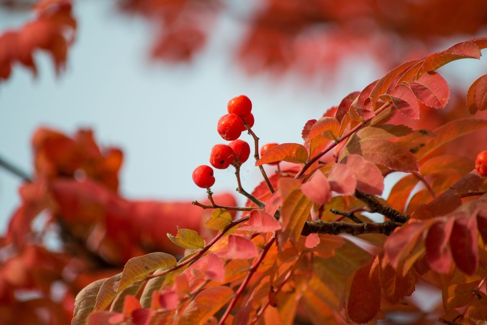 The Rowan Tree～From the United Kingdom