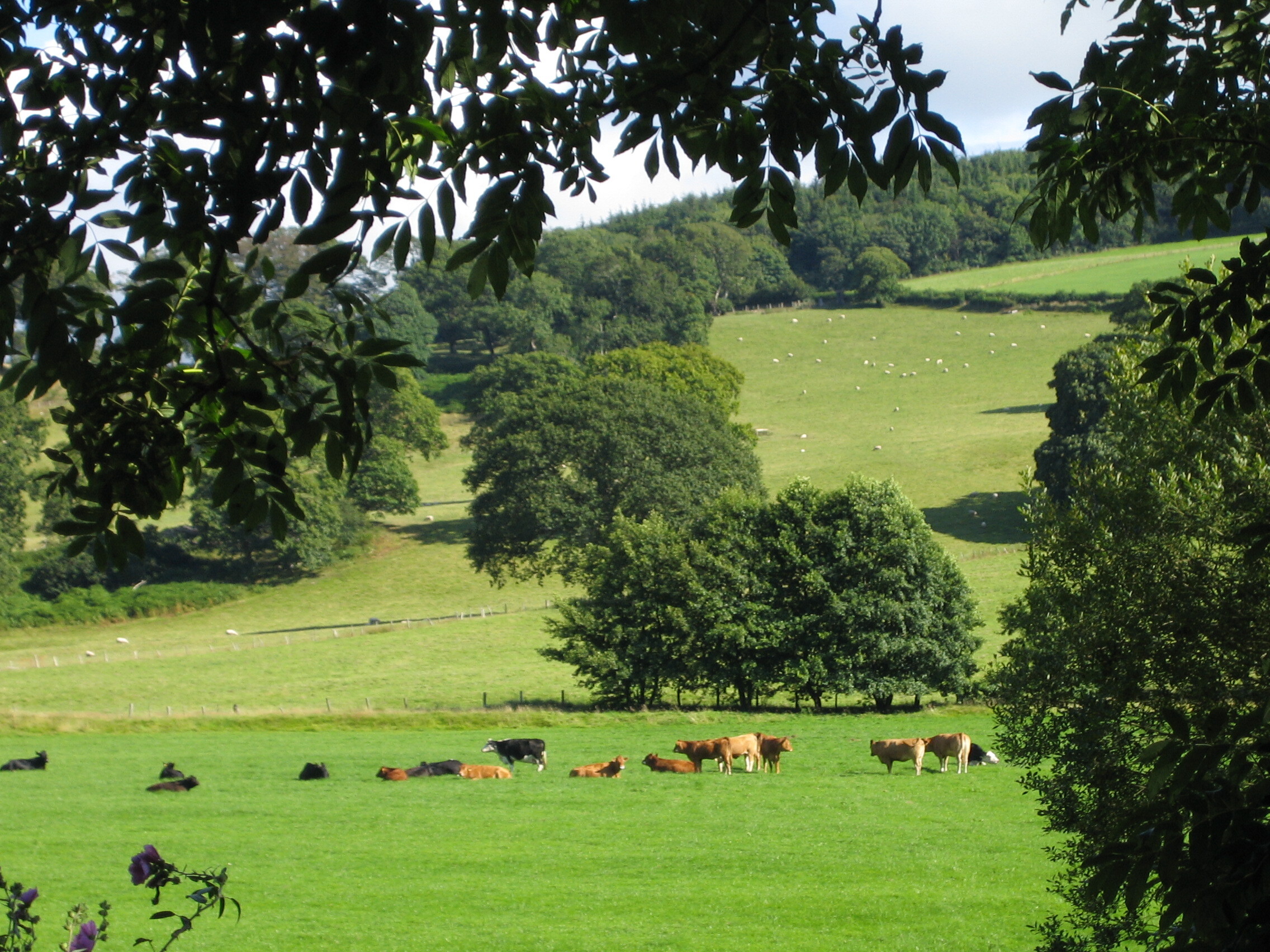 Wales～From the United Kingdom