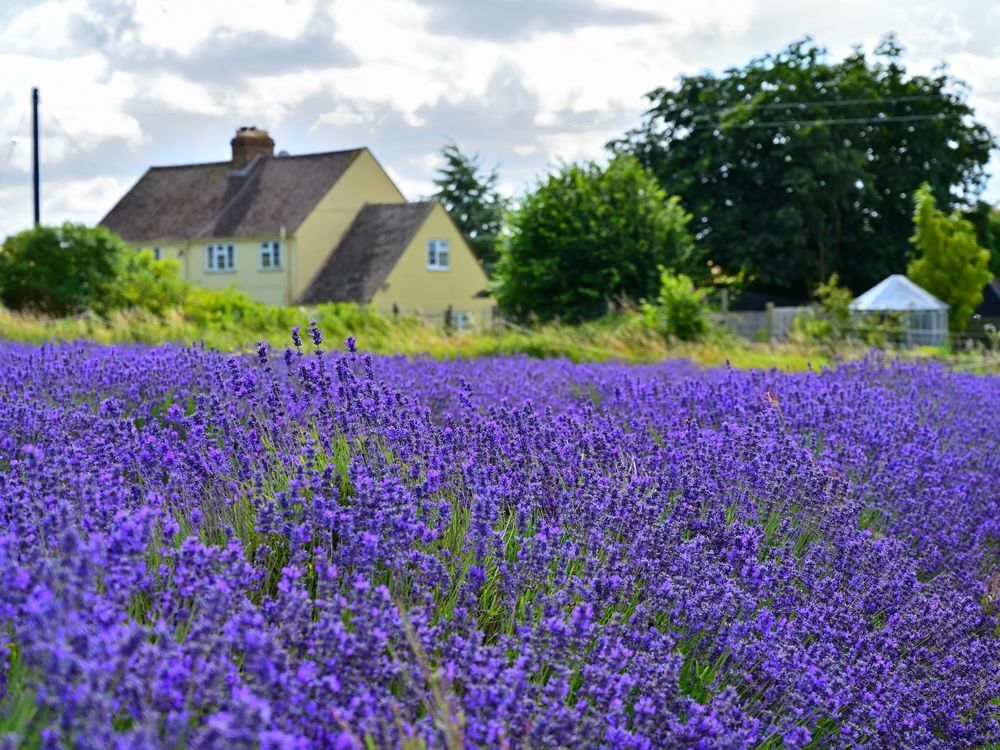 Lavender Farm～From the United Kingdom
