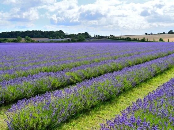Lavender Farm～From the United Kingdom