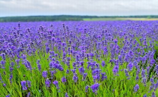Lavender Farm~From the United Kingdom