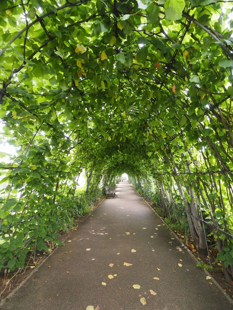 Cradle Walk～From the United Kingdom