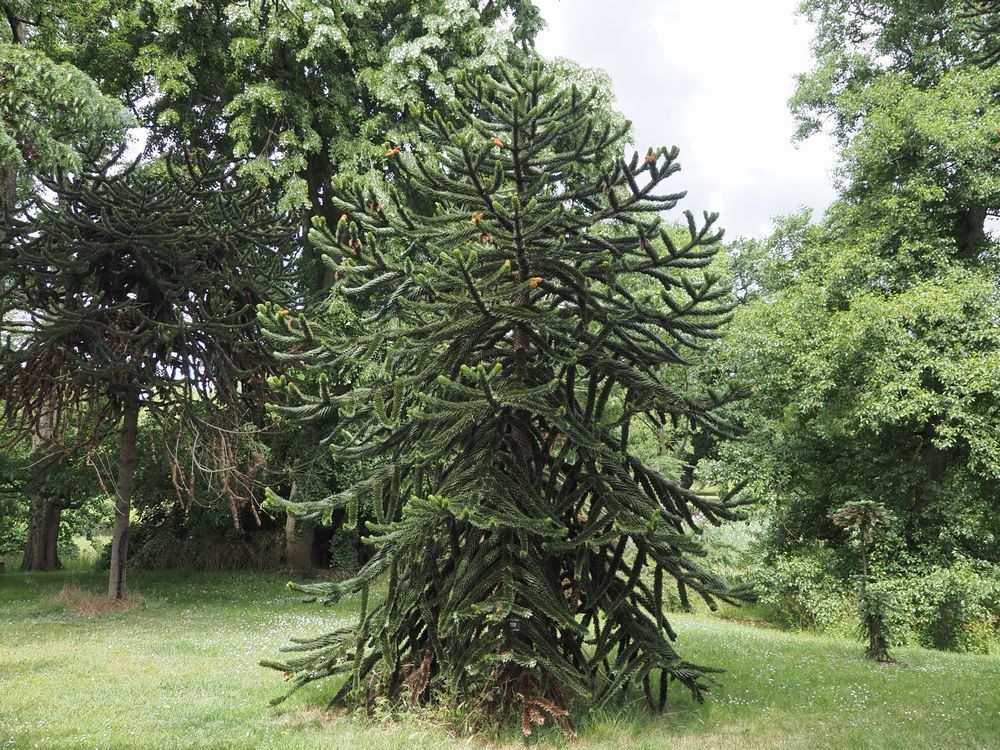 Monkey Puzzle～From the United Kingdom