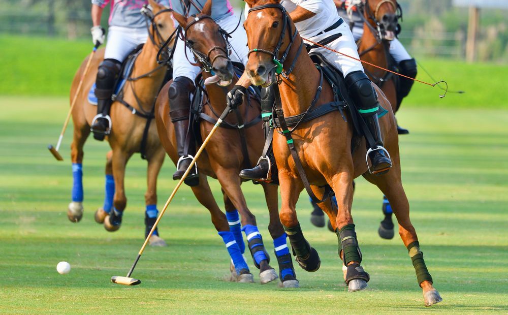 Polo～From the United Kingdom
