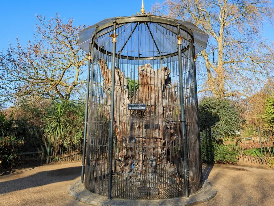 Elfin Oak～From the United Kingdom