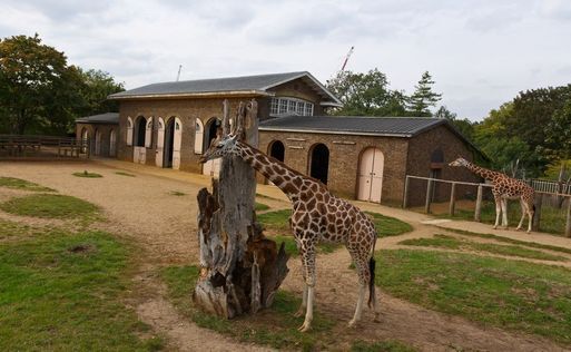 London Zoo～From the United Kingdom