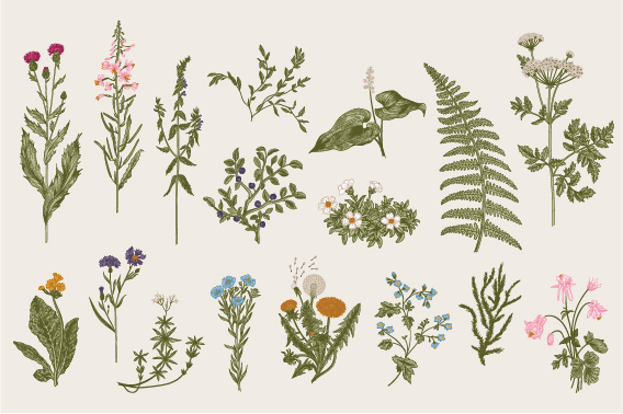 第18回・日本植物画倶楽部展 - 出版物：日本植物画倶楽部