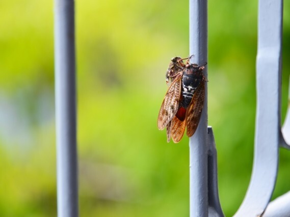 虫の英語名を知りたい　昆虫は英語で何???