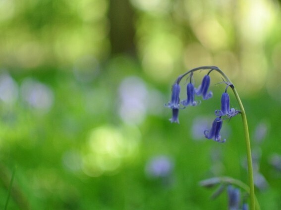 English Bluebell～From the United Kingdom