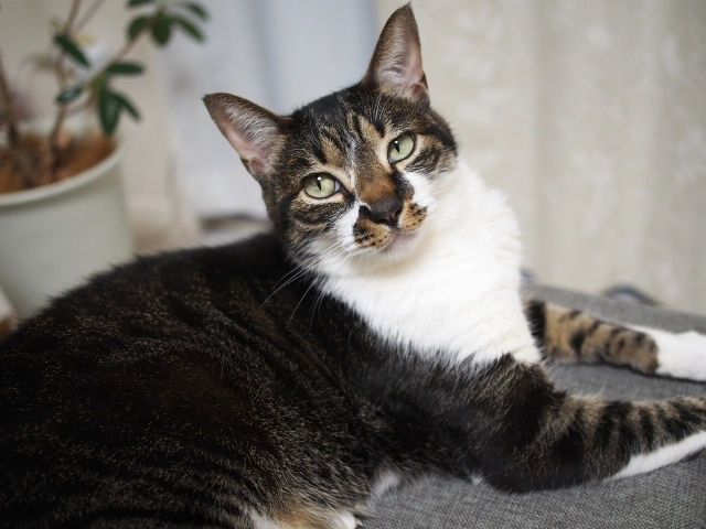 Make Bread  猫がパンをつくる???  やっと解けた猫の仕草の謎とは　