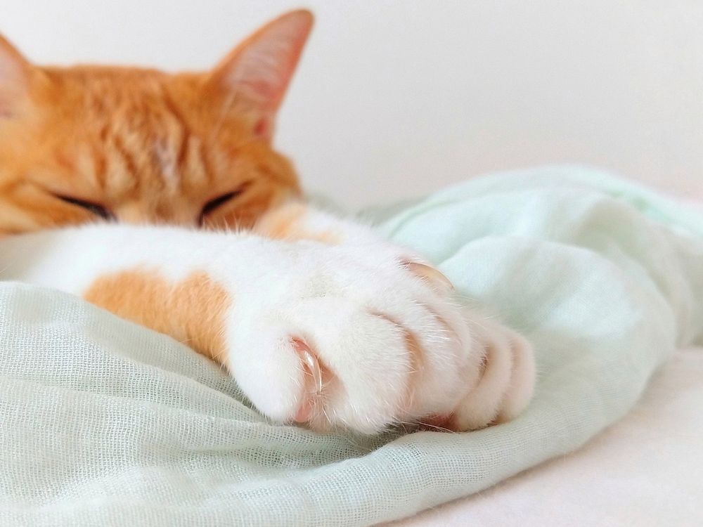 Make Bread  猫がパンをつくる???  やっと解けた猫の仕草の謎とは　