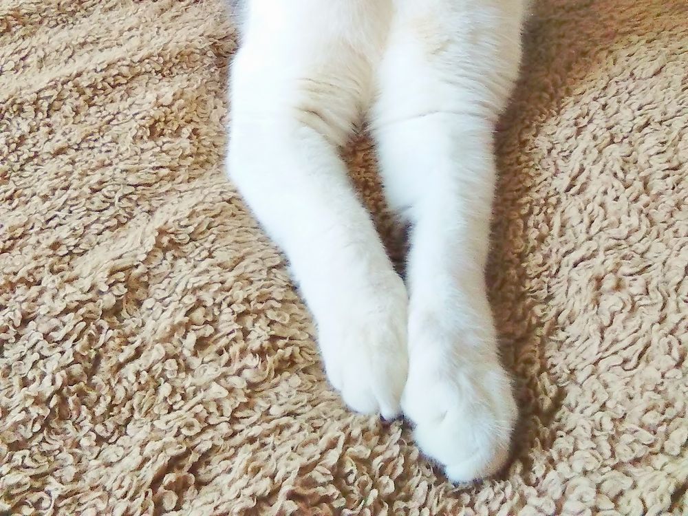 Make Bread  猫がパンをつくる???  やっと解けた猫の仕草の謎とは　
