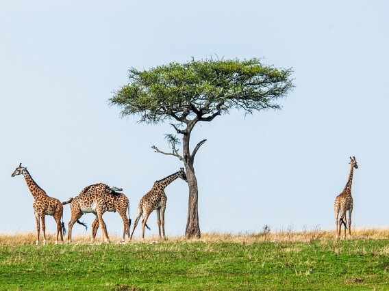 世界のユニークな祝祭日（10～12月編）