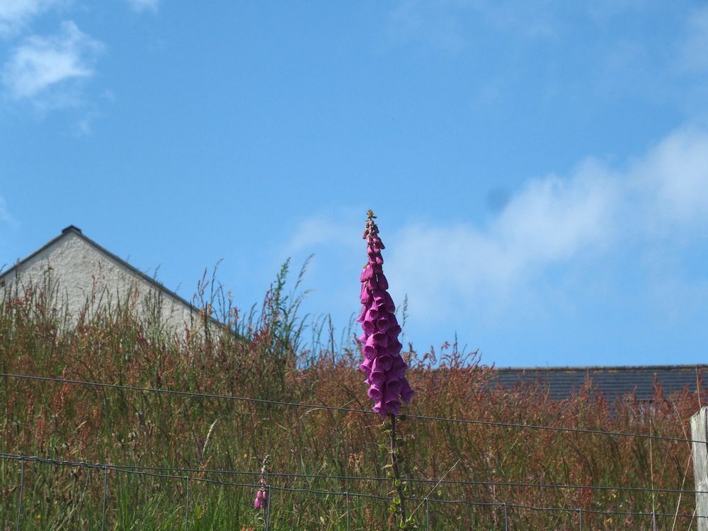 Foxgloves～From the United Kingdom