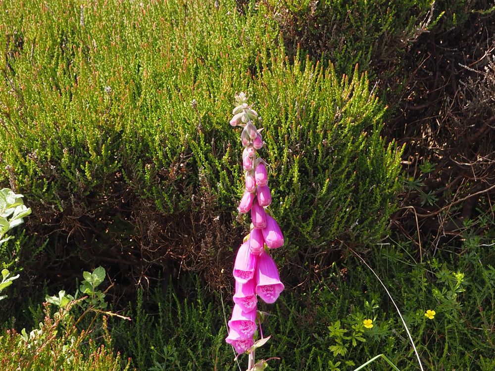 Foxgloves～From the United Kingdom