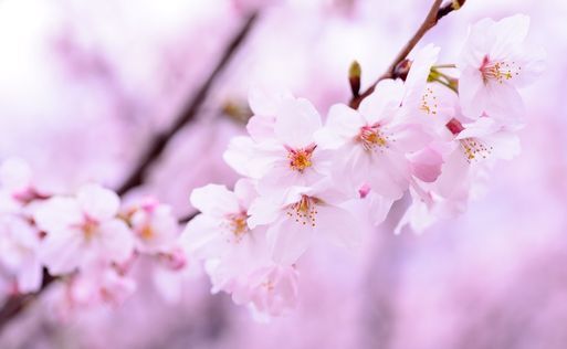 桜は英語で何と言う？今すぐ使える英語表現をご紹介