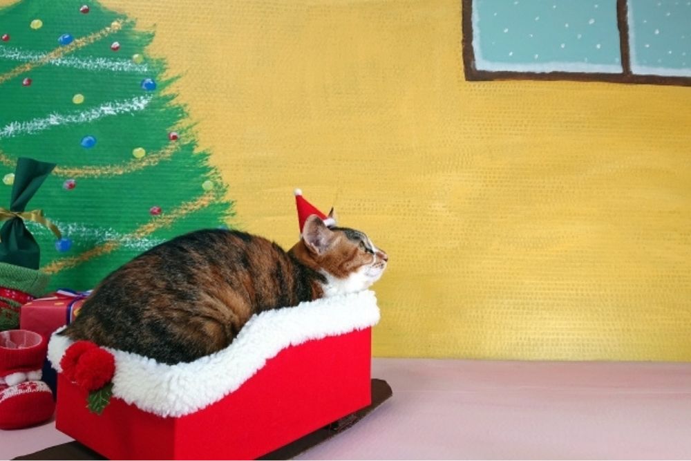 サンタクロースは英語で何て言う？意外と知らないクリスマスに関する英語表現