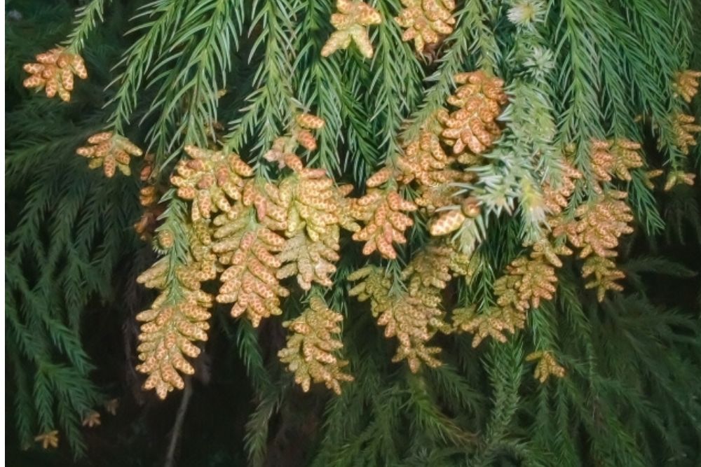 「花粉症で辛いよ…」英語で言える?花粉症の時期に使える英語フレーズ