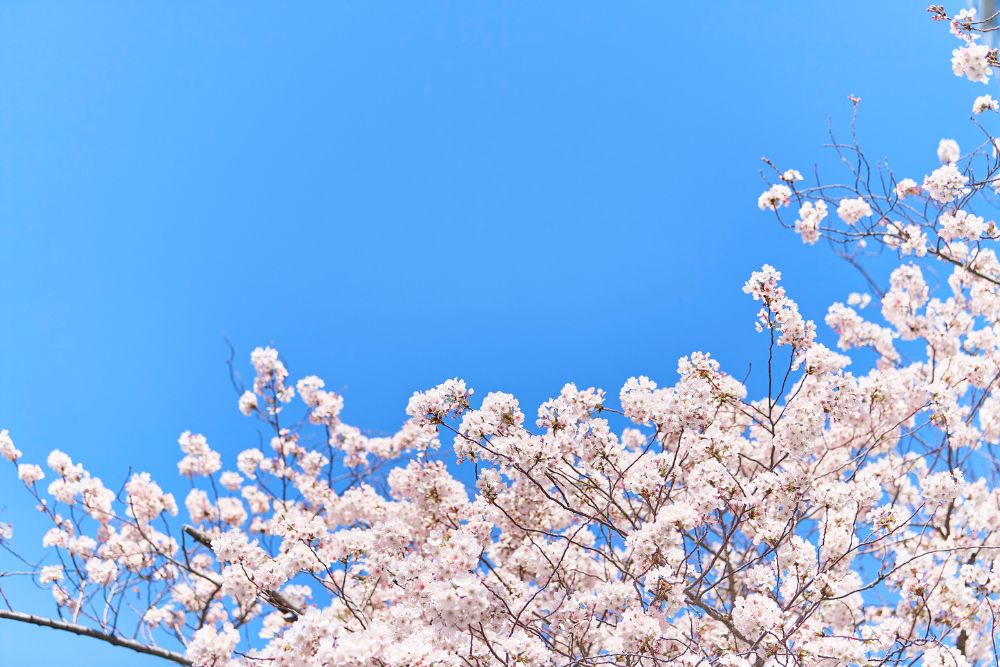 桜は英語で何と言う?今すぐ使える英語表現をご紹介