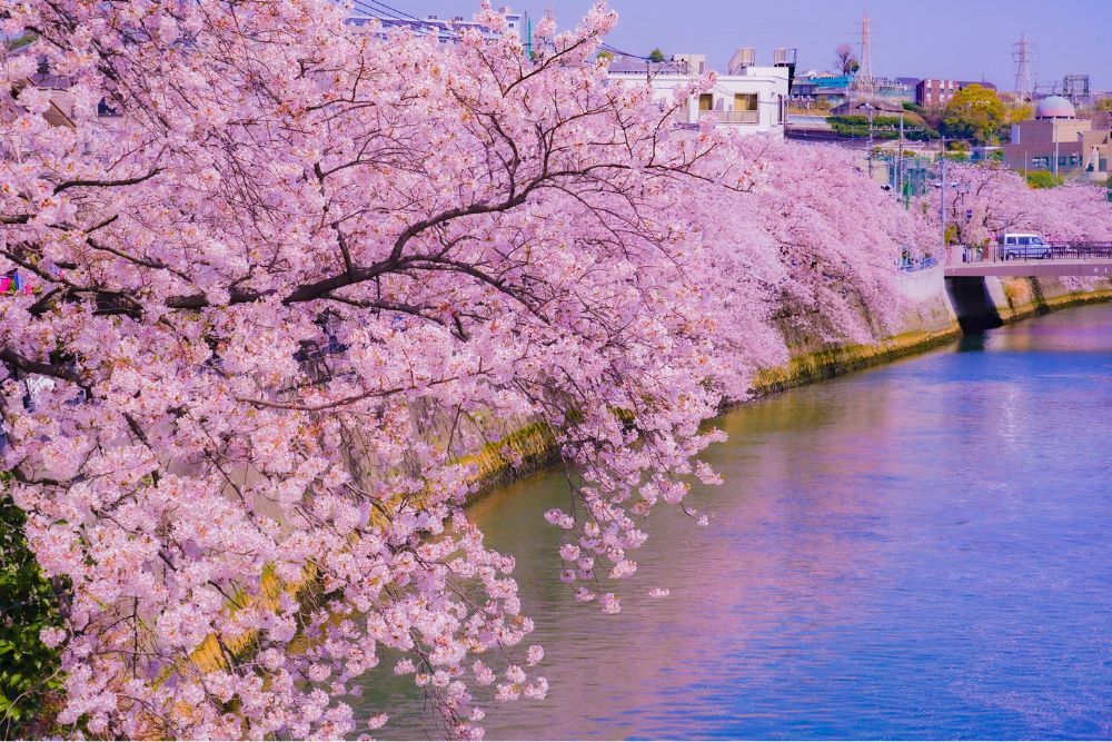 桜は英語で何と言う？今すぐ使える英語表現をご紹介