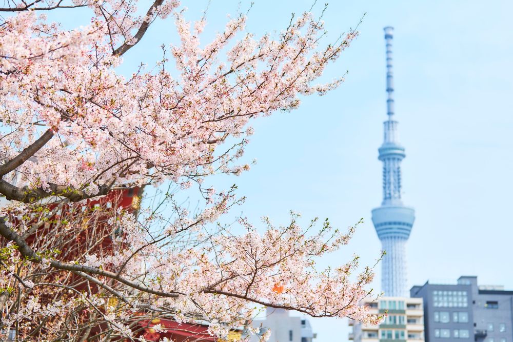 桜は英語で何と言う?今すぐ使える英語表現をご紹介